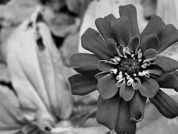 Close-up of flower blooming outdoors