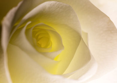 Close-up of yellow rose