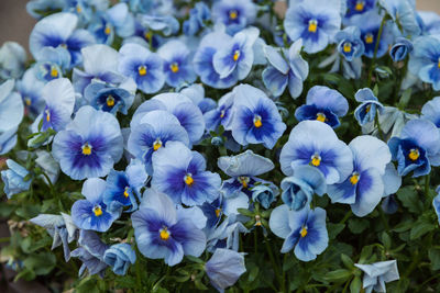 Close-up of purple flowering plants