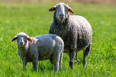 Sheep in a field