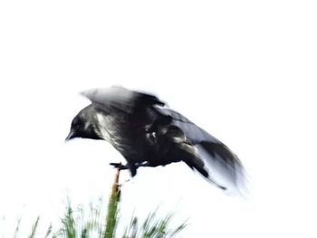 Close-up of birds in nest