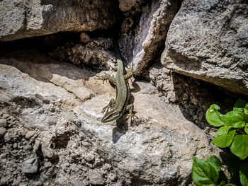 Close-up of lizard on rock