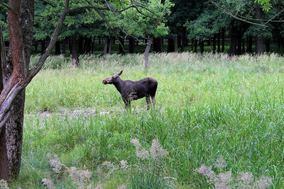 Horse in a field