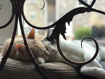 Close-up of a cat lying on table