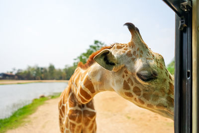 Close-up of a horse looking away