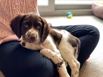 Close-up portrait of dog sitting on sofa