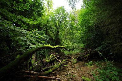 Trees in forest