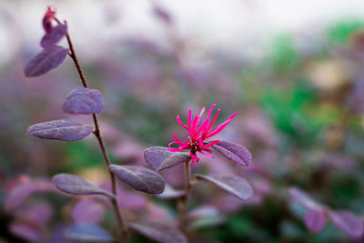 Close-up of pink flowering plant
