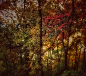 View of autumnal trees