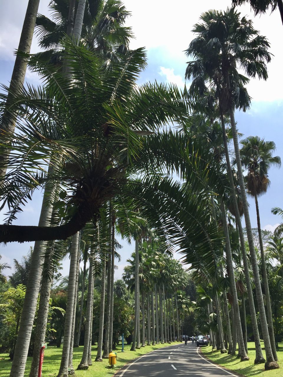 STREET AMIDST PALM TREES AGAINST SKY