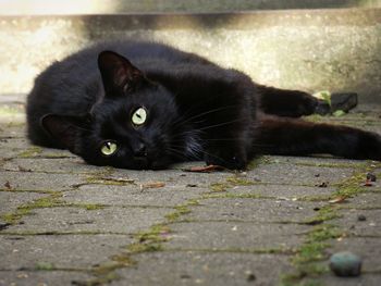 Portrait of black cat relaxing on footpath