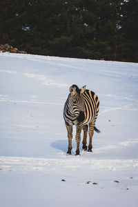 Zebra standing on field