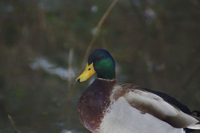 Close-up of bird