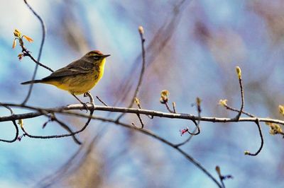 Low angle view of bird perching on branch