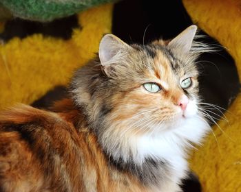 Close-up portrait of cat