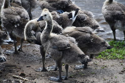 Young canadian goose