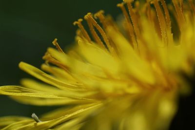 Close-up of yellow flowering plant