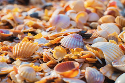 Full frame shot of seashells