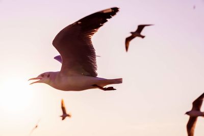 Low angle view of seagulls flying against clear sky