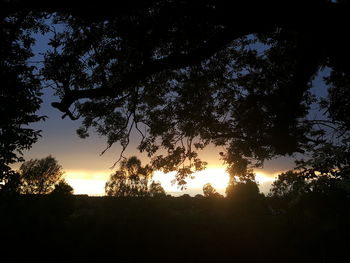 Low angle view of silhouette trees against sky during sunset