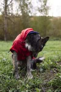 Young border dog with coat sitting in the park. vertical image