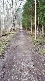 Dirt road passing through forest