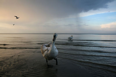 Swans on beach