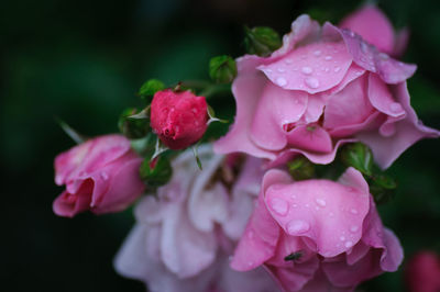 Close-up of wet pink rose