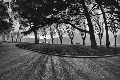 Trees in city