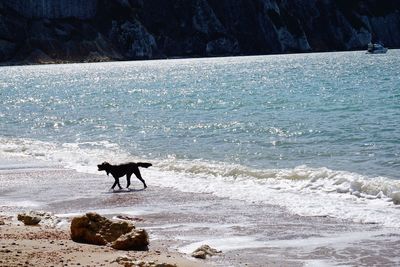 Dog on shore against sky during winter