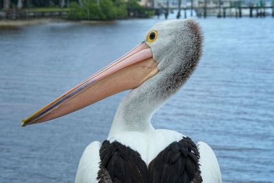 Close-up of a bird in lake