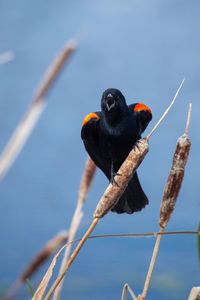 Close-up of bird perching on branch against sky
