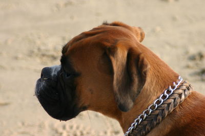 Close-up of dog on sand