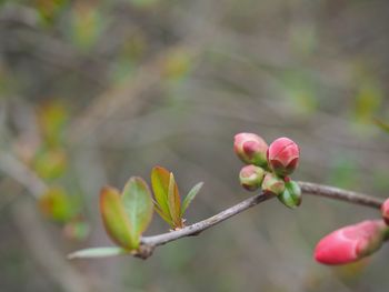 Close-up of pink flower buds growing outdoors