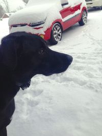 Close-up of dog in car