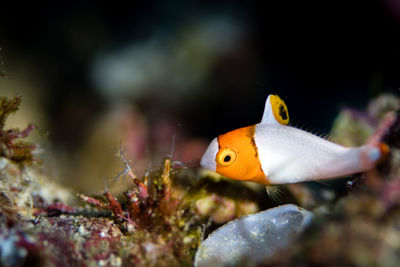 Close-up of fish swimming in sea