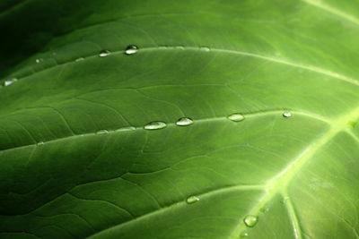 Close-up of raindrops on green leaves