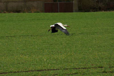 Bird flying over field