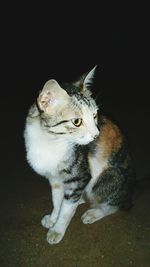 Cat sitting on floor