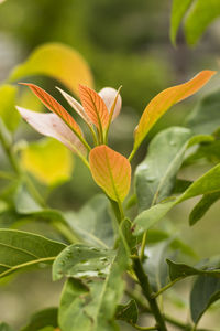 Close-up of flowering plant