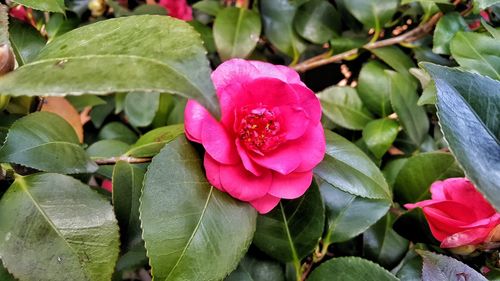 Close-up of pink flowers