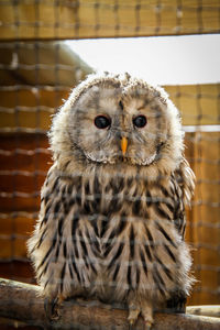 Close-up of owl perching in cage