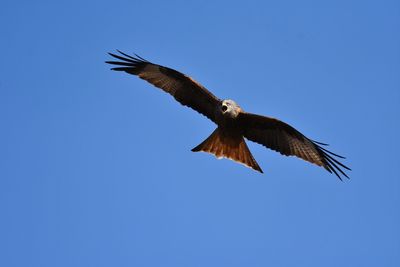 Low angle view of bird flying against clear blue sky