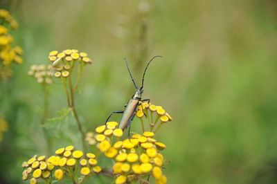 Close-up of insect on yellow flower