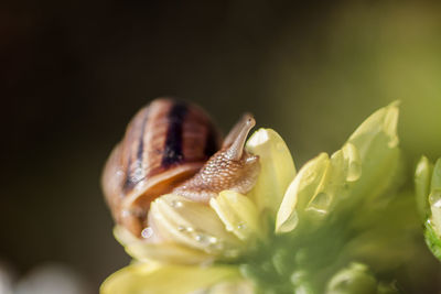 Close-up of honey bee on flower