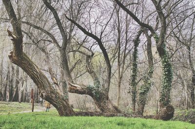 Bare trees on landscape