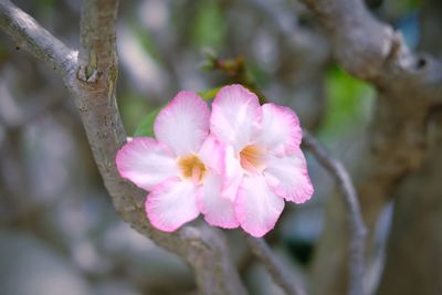 Close-up of pink flower blooming outdoors