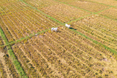 Hay bales on field