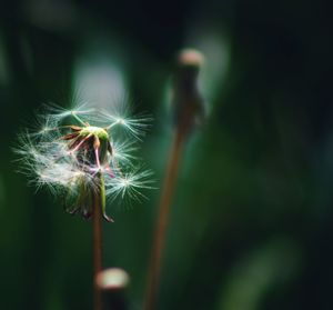 Close-up of dandelion on plant