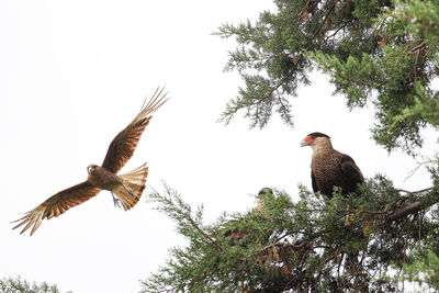 Low angle view of eagle flying against sky